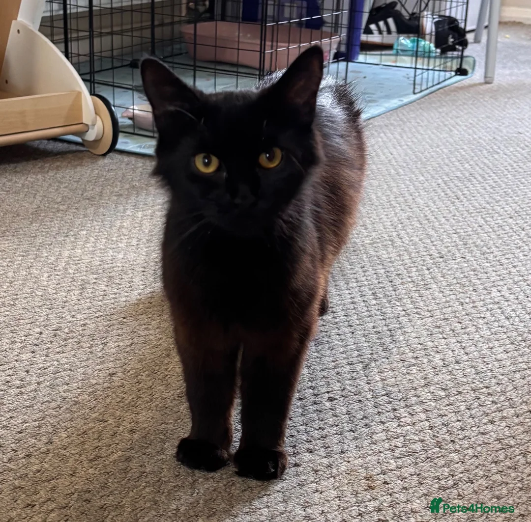 Mixed Breed cats for sale: 2x black kittens  in Lowestoft - Advert 4