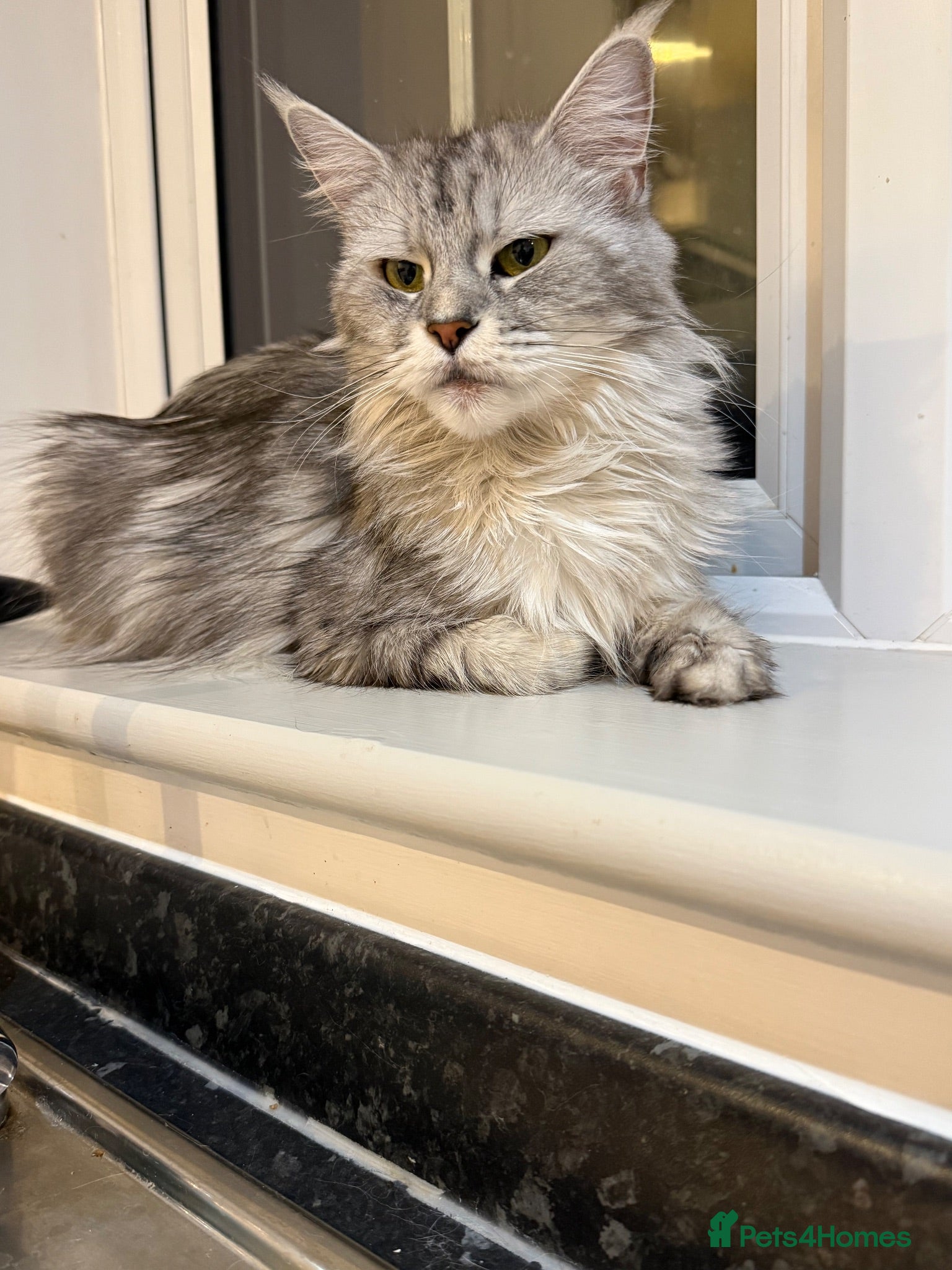 Maine Coon cats Adorable Pedigree Full Maine Coon Kittens - Advert 11