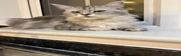 Maine Coon cats for sale: Adorable Pedigree Full Maine Coon Kittens - Advert 1