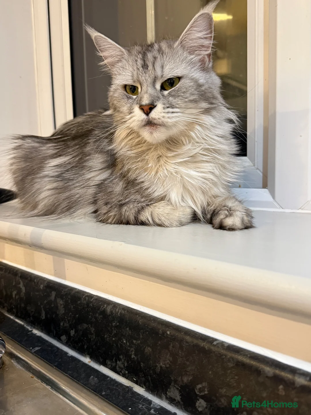 Maine Coon cats for sale: Adorable Pedigree Full Maine Coon Kittens - Advert 1