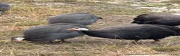 Guinea Fowl poultry for sale: Guinea Fowl - Advert 2