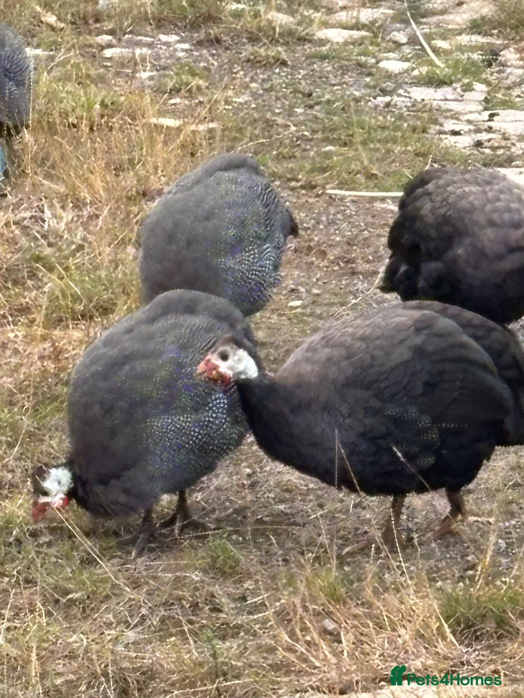 Guinea Fowl poultry for sale: Guinea Fowl - Advert 2