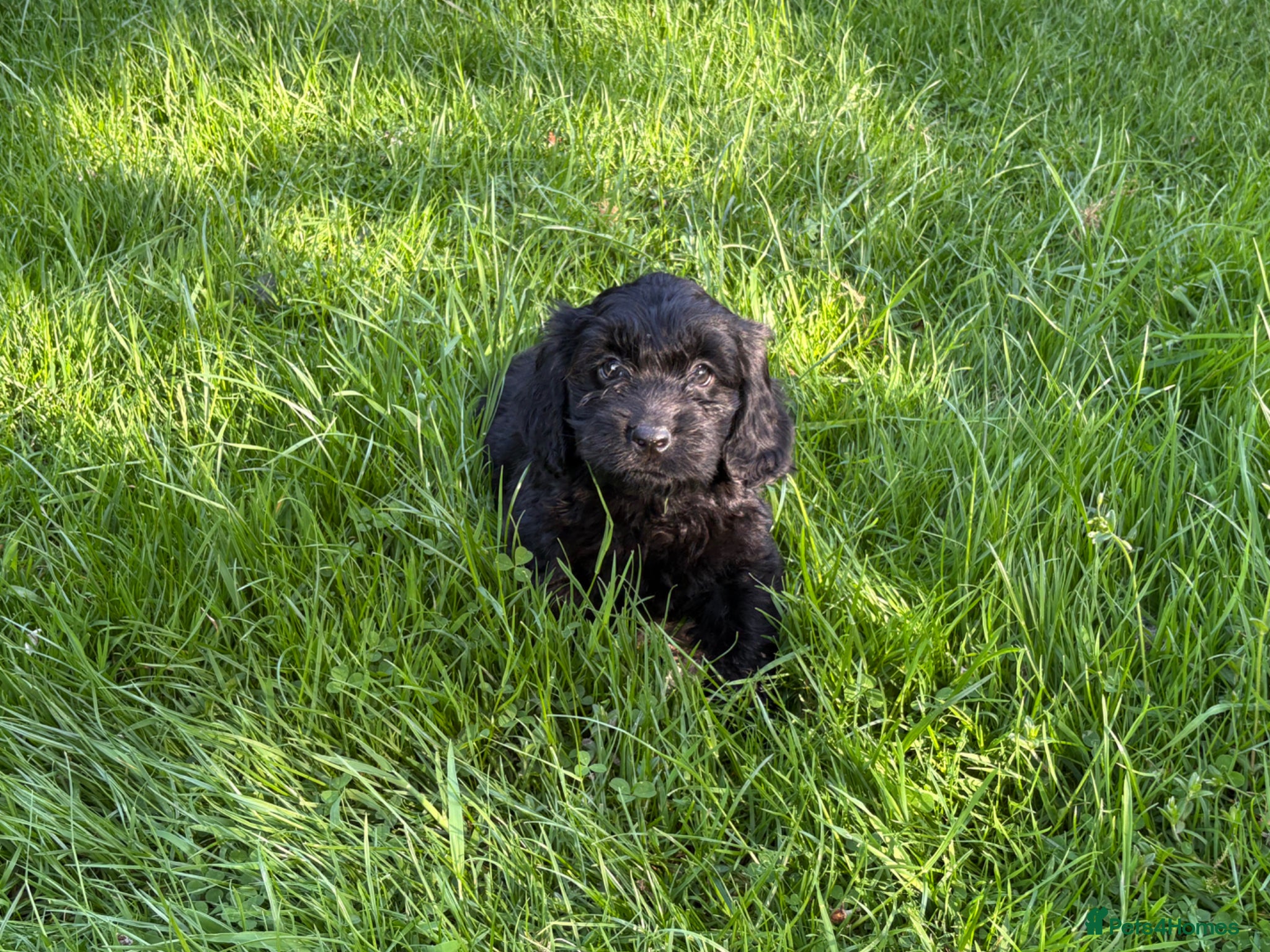 Cockapoo dogs F1 cockapoo puppies - Advert 8