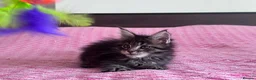 Maine Coon cats for sale: Maine coon active females  - Advert 5
