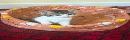Mixed Breed cats for sale: Kittens for sale bradford - Advert 3