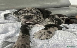 Cane Corso dogs for sale: Cane corso Merle  - Image 2