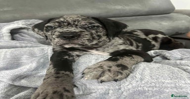 Cane Corso dogs - Advert 16