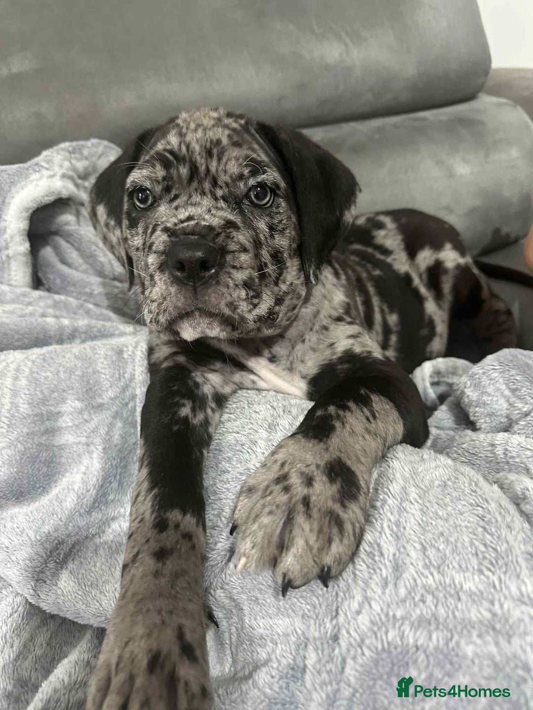 Cane Corso dogs for sale: Cane corso Merle  - Image 2