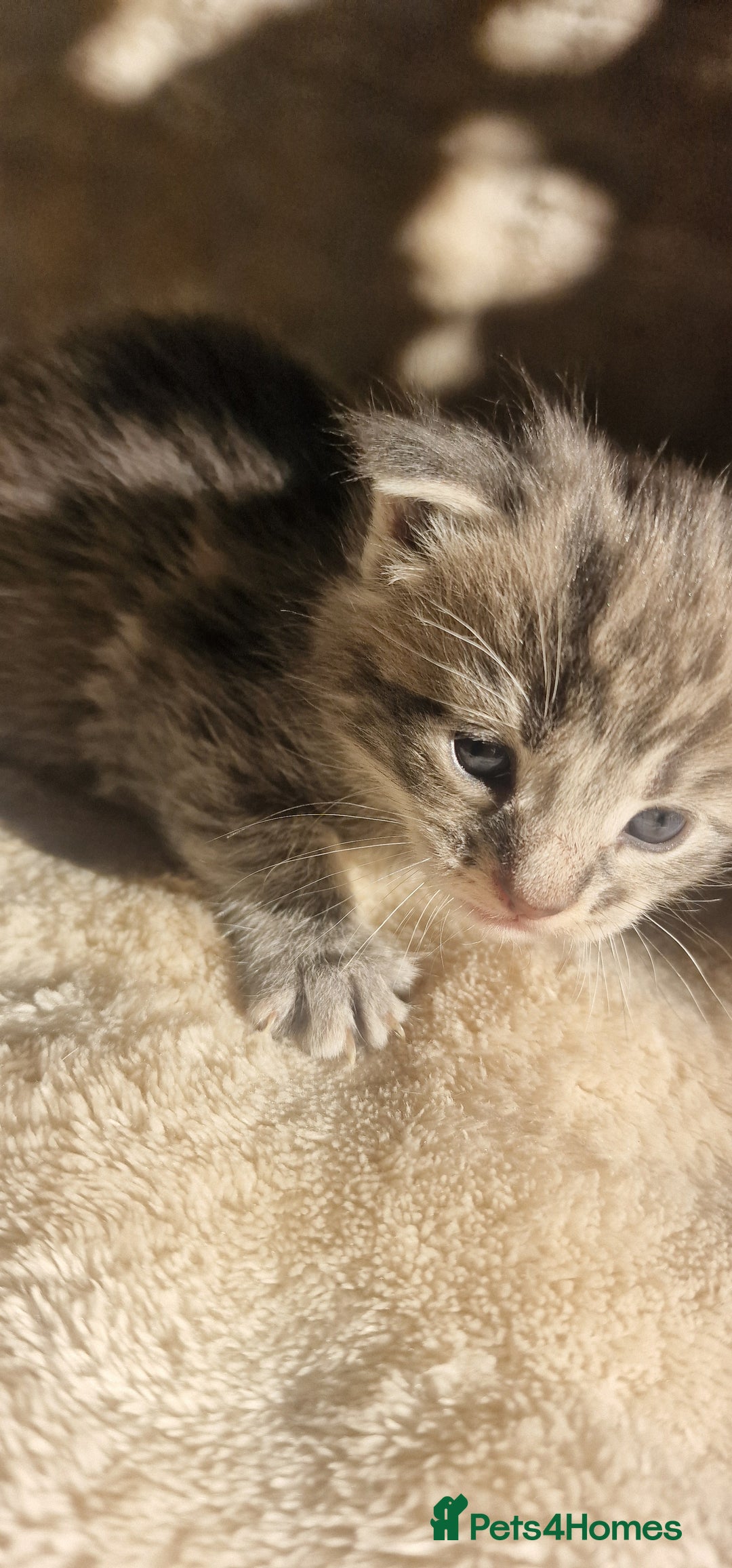 Maine Coon cats for sale: Maine Coon Kittens  - Advert 13