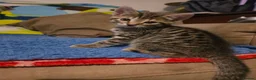 Mixed Breed cats for sale: 3 beautiful 1/4 siamese kittens ready now x - Advert 12