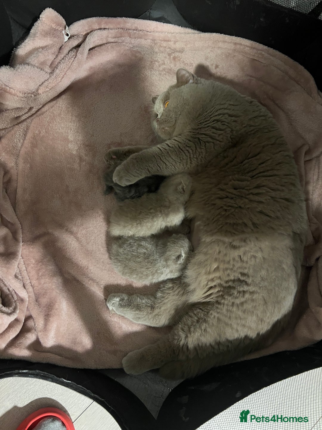 British Shorthair cats for sale: British shorthair & longhair Great Pedigree  - Image 5