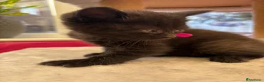 Mixed Breed 3