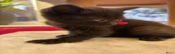 Mixed Breed cats for sale: 4 Girls for sale  - Advert 7