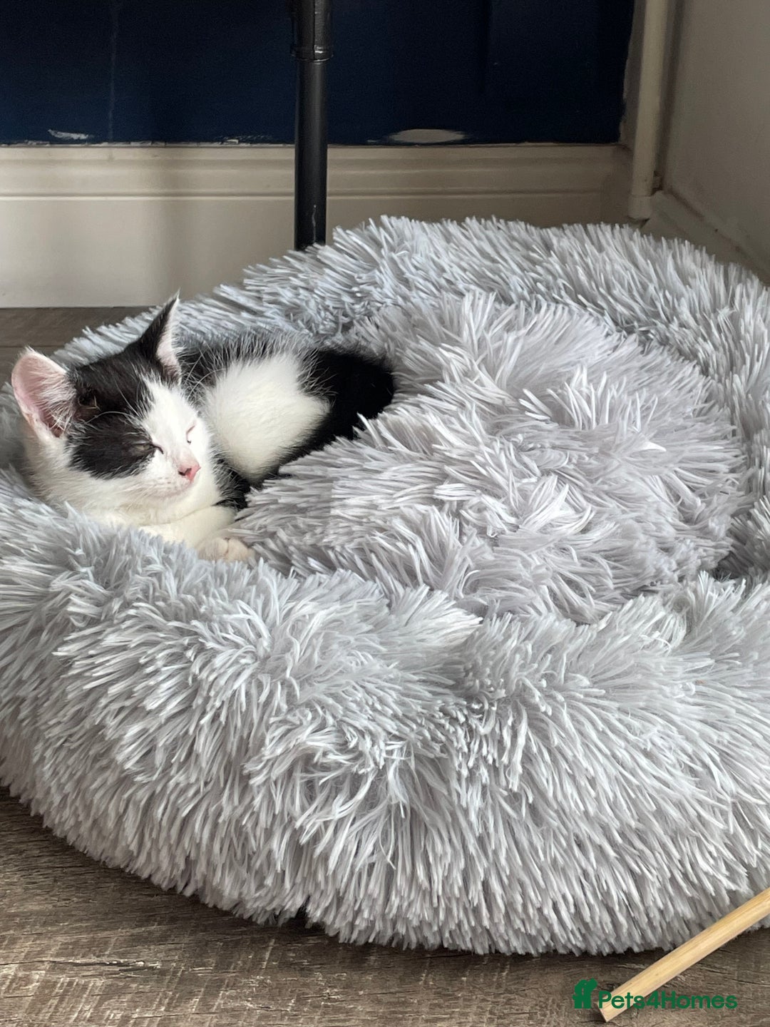 Mixed Breed cats for sale: Mixed Breed Male Kitten - Image 4