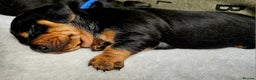 Dachshund dogs for sale: Beautiful Miniature Dachshund - Advert 33