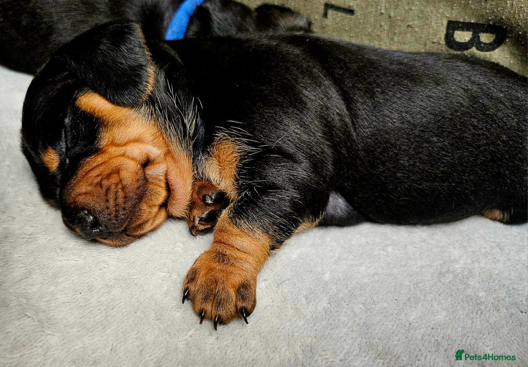 Dachshund dogs for sale: Beautiful Miniature Dachshund - Advert 33