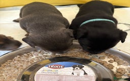 Mixed Breed dogs for sale: French bulldog x daschund - Image 17