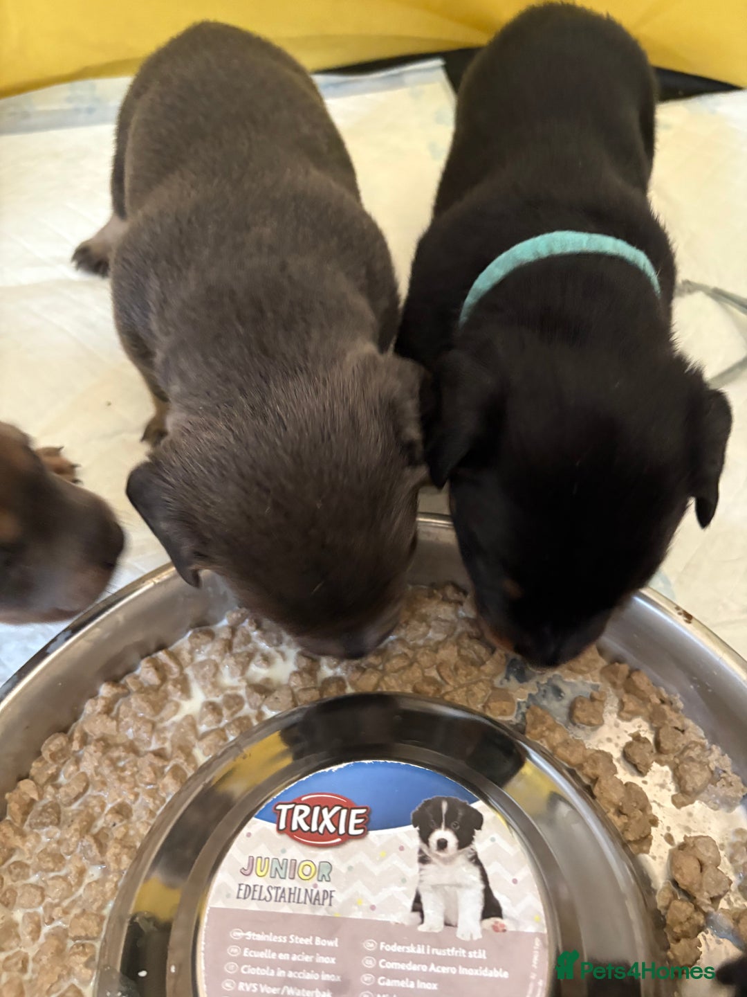 Mixed Breed dogs for sale: French bulldog x daschund - Image 17