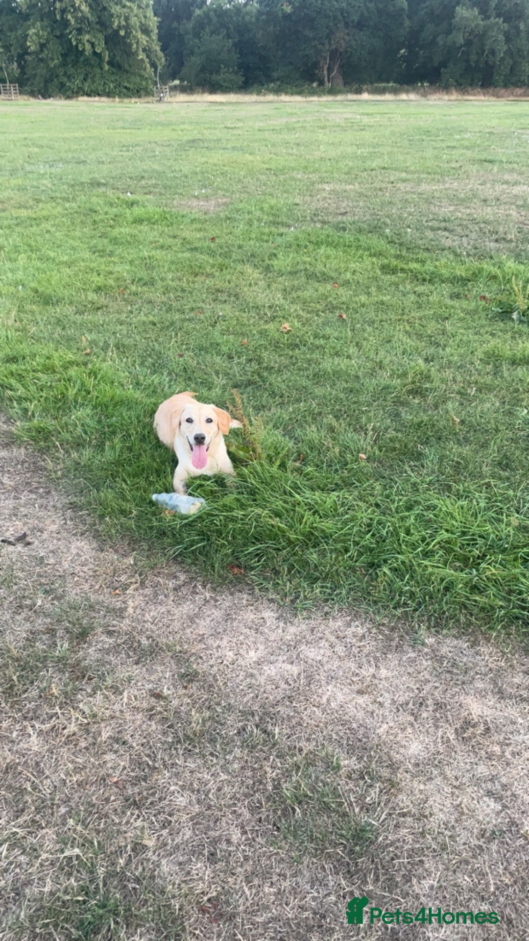 Labrador Retriever dogs for sale: 🐾 Rocky – 7 Month Old Labrador Puppy 🐾 - Image 4