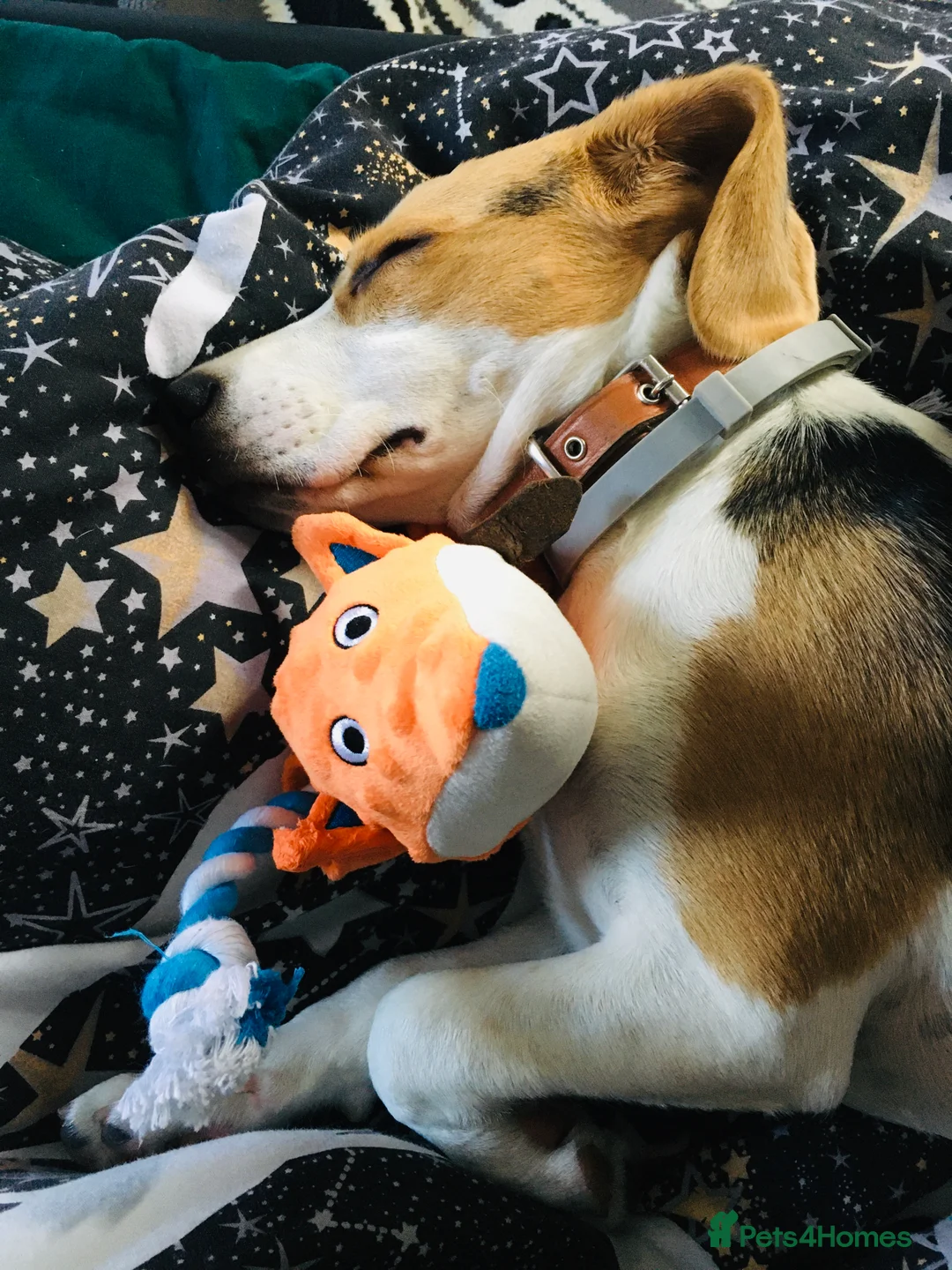 Beagle dogs for sale: Rehoming my beagle  - Advert 5