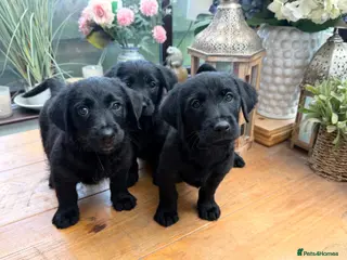 Mixed Breed dogs Jack russel terrier x shorkie puppies - Advert 15