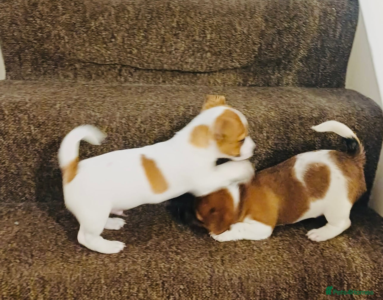 Jack Russell dogs SUPER CUTE PUPPIES  - Advert 1