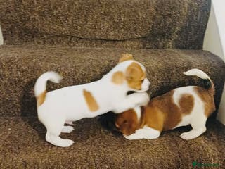 Jack Russell dogs SUPER CUTE PUPPIES - Advert 1
