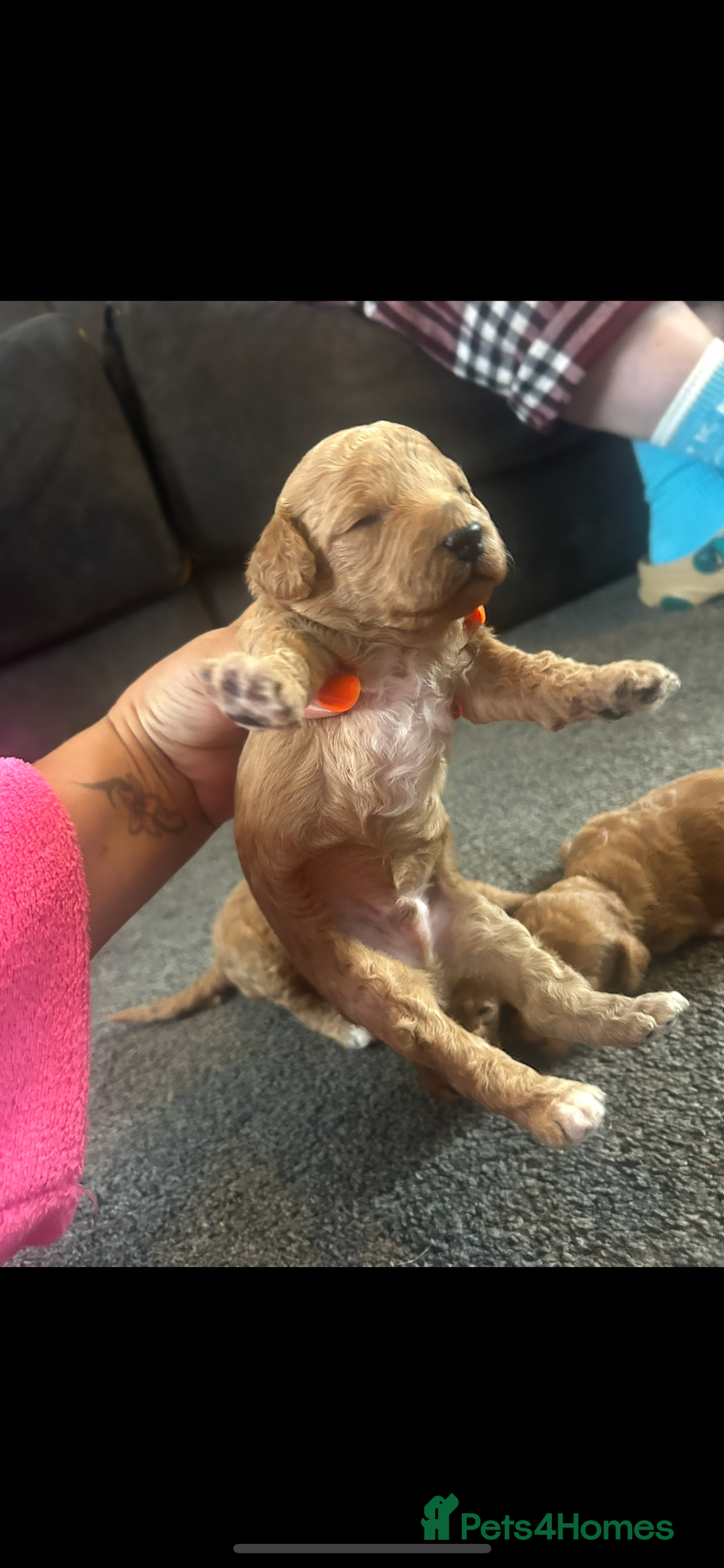 Poochon dogs for sale: Gorgeous litter of F1BB Poochons  - Image 15