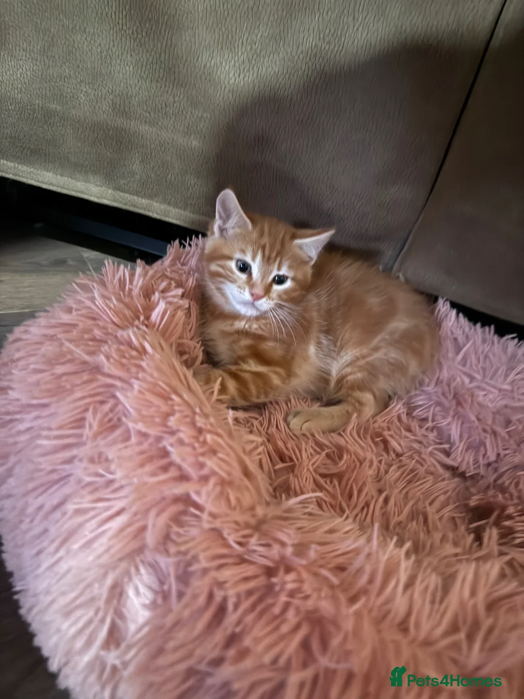 Mixed Breed cats for sale: Mainecoon x  - Advert 1