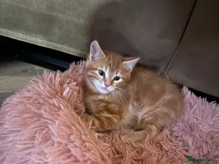 Mixed Breed cats Mainecoon x - Advert 3