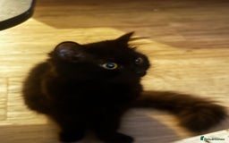 Siberian cats for sale: Elegant Black Fluffy Cat – Sweet, Calm, and Loving - Image 2
