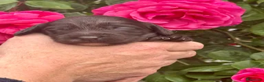 Cockapoo 3