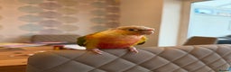 Conures birds for sale: Pineapple Conure Hand reared and tame  - Advert 2
