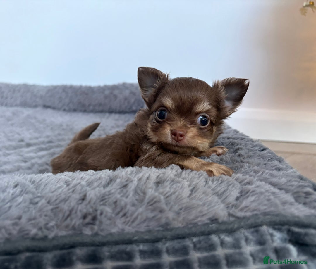 Chihuahua dogs for sale: 💗 One Beautiful Longhaired Chihuahua Puppy Girl  - Advert 12