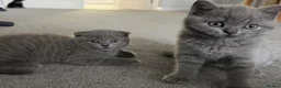 Scottish Fold cats for sale: Scottish Fold and Scottish straight kittens. - Advert 30