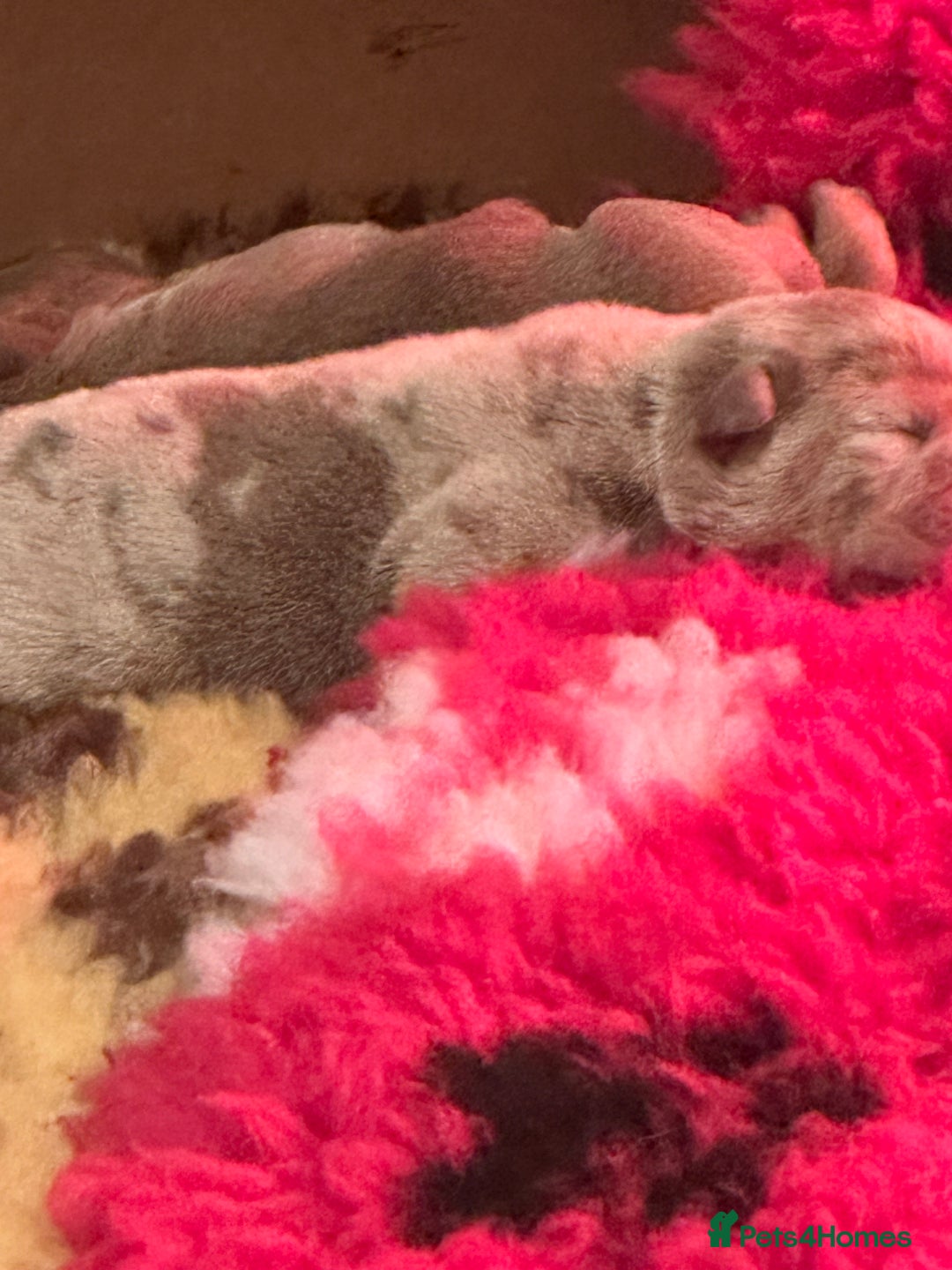 English Bulldog dogs for sale: English bulldog puppies - Image 15