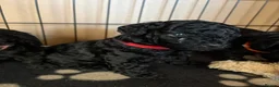 Toy Poodle dogs for sale: Beautiful Toy Poodles - Ready to reserve now - Advert 7