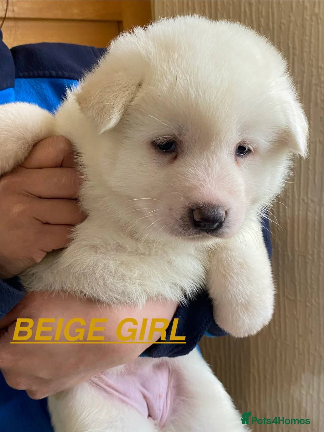 Japanese Akita Inu dogs for sale: Beautiful Japanese Akita Puppies 3 Stunning girls - Advert 15