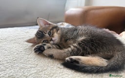 British Shorthair cats for sale: Unusual litter of British Shorthairs-read des. - Image 6