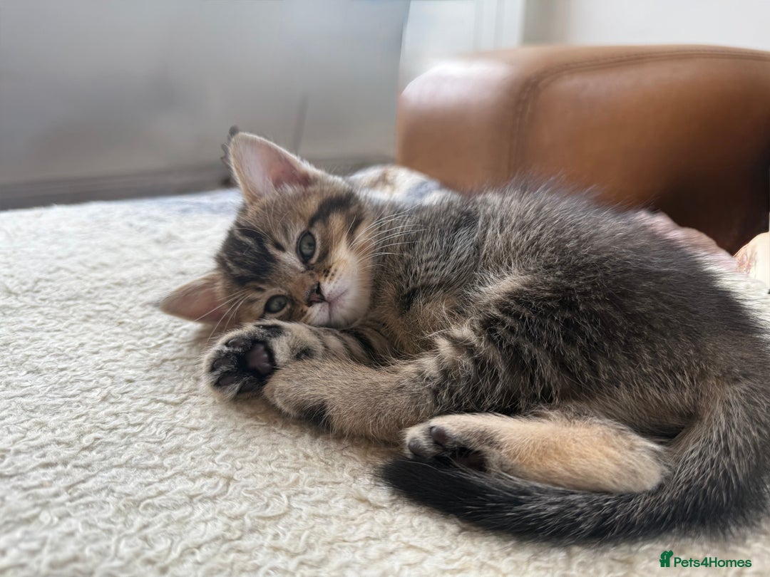 British Shorthair cats for sale: Unusual litter of British Shorthairs-read des. - Image 6