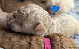 Poochon dogs for sale: 🐾 Adorable F1b Poochon Puppies - Ready November🐾 - Image 7
