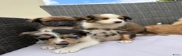 Border Collie dogs for sale: 5 Beautiful Puppies for sale🐾 - Advert 9