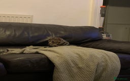 Mixed Breed cats for sale: 7 month old male cat  - Image 2