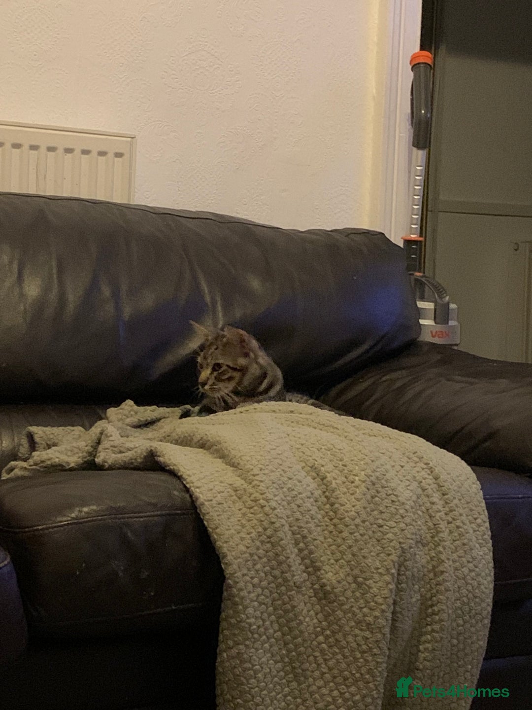Mixed Breed cats for sale: 7 month old male cat  - Image 2