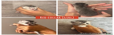 Red collar (girl)