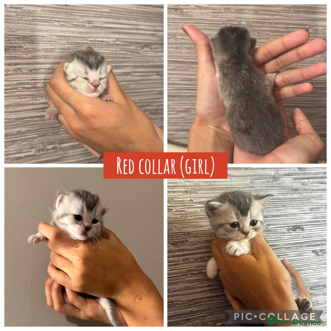 British Shorthair cats for sale: 🐾 Beautiful British Shorthair Kittens 🐾 - Advert 11