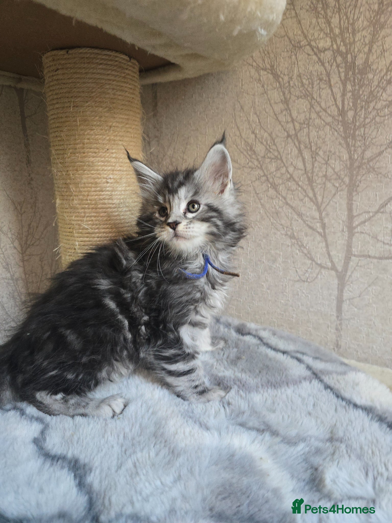 Maine Coon cats LAST 2 BOYS!! TiCA Registered Maine Coon Kittens - Advert 1