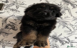 German Shepherd dogs for sale: German shepherd puppies  - Image 17