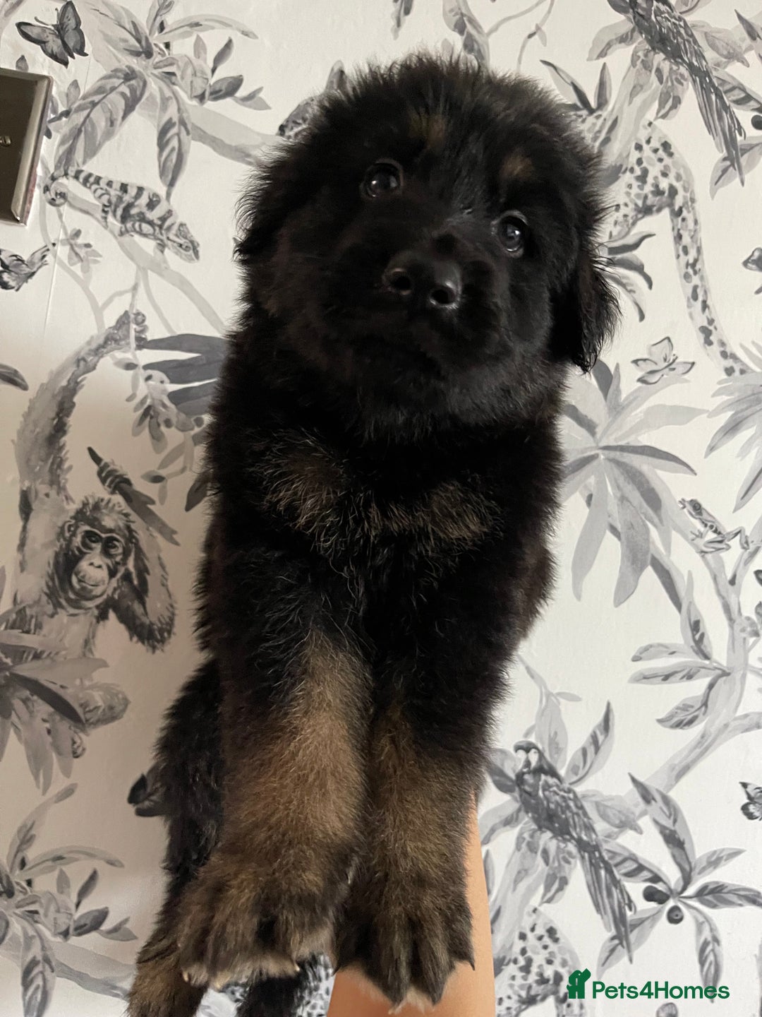 German Shepherd dogs for sale: German shepherd puppies  - Image 17