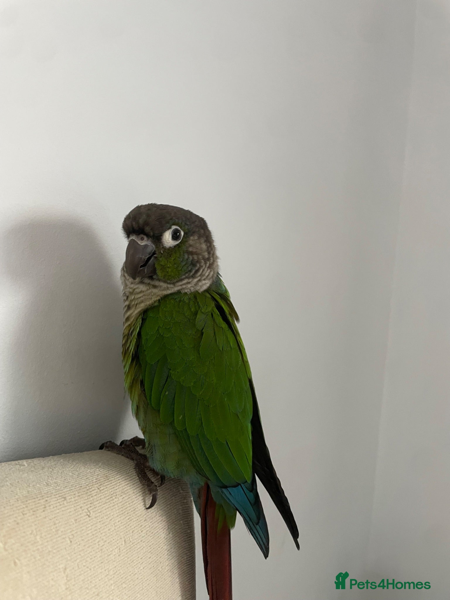 Conures birds beautiful 18 month old green cheek conure - Advert 7